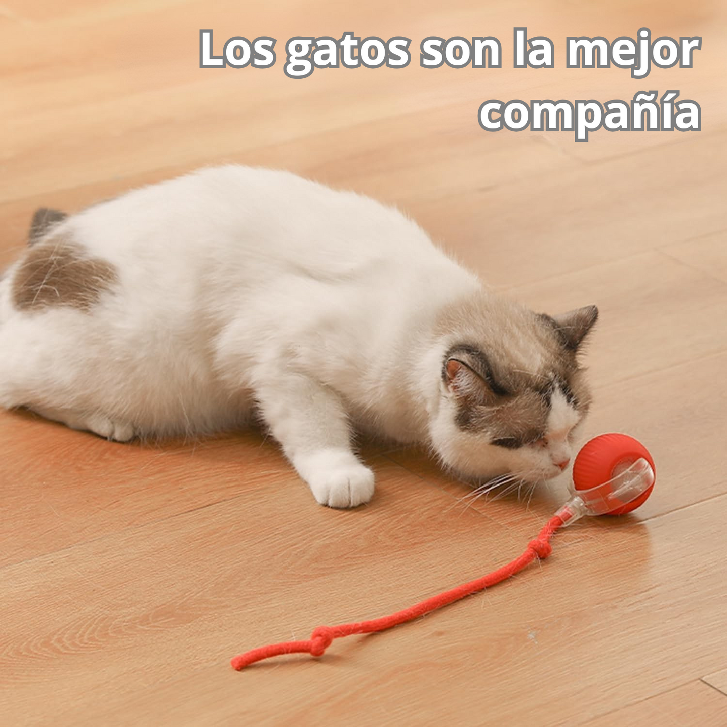 CatRoller